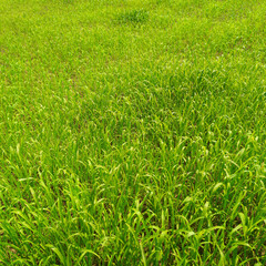 A lush green field of grass under the summer sun