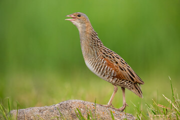 Common crake calling on the rock
