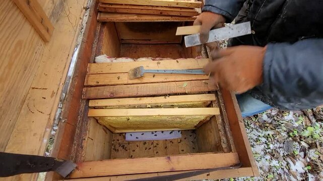 Beekeeper inspecting a beehive in winter, carefully removing frames to check the health and honey stores of the bee colony, ensuring their survival during the cold season, top view