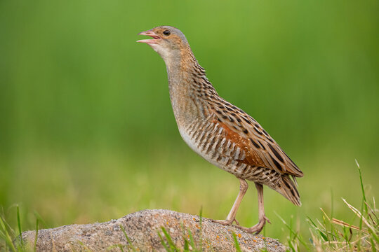 Common crake calling on the rock