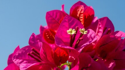 A wide shot of Bougainvillea with clear sky Background