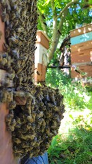 A large cluster of honey bees clinging to the underside of a wooden bee hive, forming a dense mass...