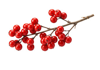 Isolated Red Berries on Branch Winter Holiday Decoration