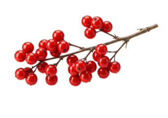 Isolated Red Berries on Branch Winter Holiday Decoration