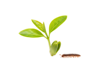 Isolated Seedling with Young Leaves and Small Millipede Natural Contrast