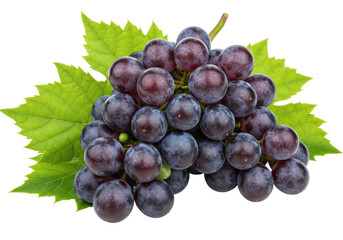 Isolated Bunch of Dark Purple Grapes with Leaves