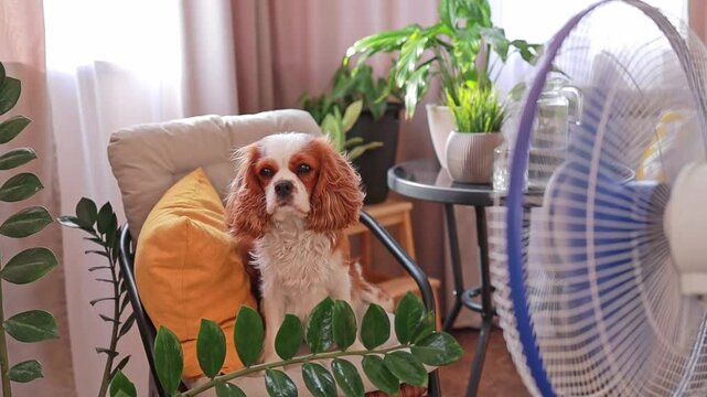dog relaxes in front of the fan to escape the oppressive heat. helping pets stay cool is essential for their well-being. concept pet care, animal health, veterinary clinics.