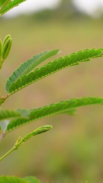 Extreme close-up macro video of a Mimosa Pudica plant, its delicate green compound leaves slowly folding inward in ultra-slow motion with soft golden-brown bokeh, diffused natural light, concept of