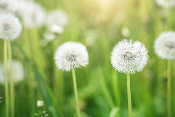 taraxacum lawn,  white flaffy blowball, summer dandelion landscape background
