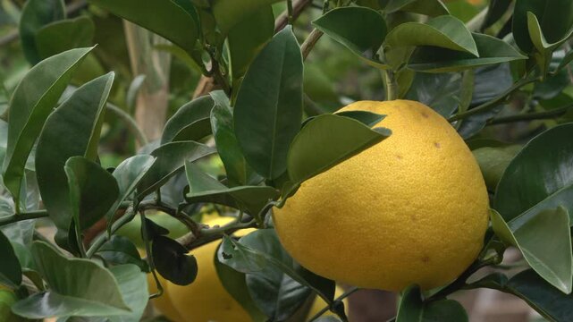 Pomelo fruits are growing in the field in suburbs of Fukuoka city, JAPAN. without sounds