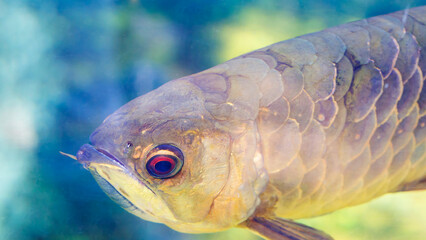Arowana fish