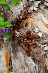Colorful beetles gather on a weathered log in a vibrant garden under bright sunlight