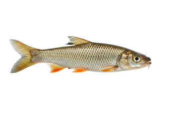 Isolated Asp Fish Freshwater Wildlife Aquatic Species