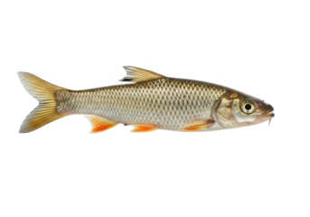 Isolated Asp Fish Freshwater Wildlife Aquatic Species