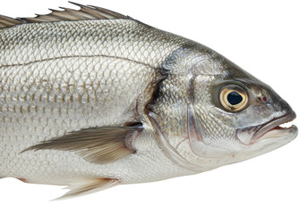 Isolated Close-up Silver Drum Fish Eye and Scales Marine Life