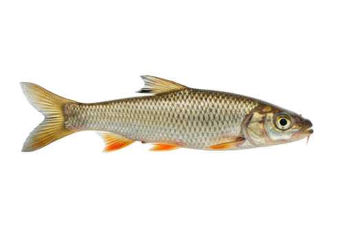 Isolated Asp Fish Freshwater Wildlife Aquatic Species