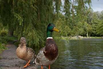 A pair of ducks standing on the edge of a pond in a peaceful park setting. In the foreground, a male mallard with a glossy green head, brown chest, and gray body stands proudly beside a female with mo