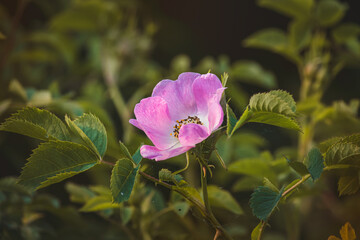 Pink rusty rose. Close-up of flower on blurred background.