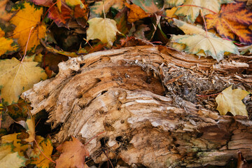 textured log in autumn leaves