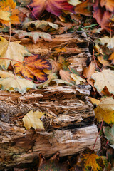 textured log in autumn leaves