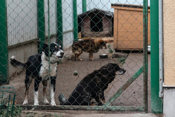 black and white dog at an animal shelter