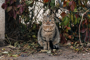 Obraz premium stray cat with different blue and green eyes