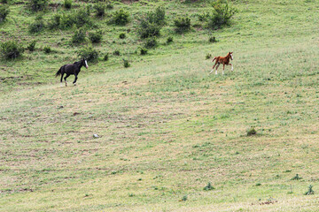 A horse and foal galloping down a green mountain slope.