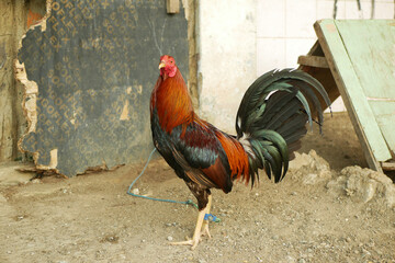 Rooster Filipino cock cockfighting farm, bird fighting spur, inspects before buying. Beautiful eyes...