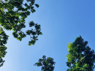 Background view of blue sky with trees copy space in Indonesia