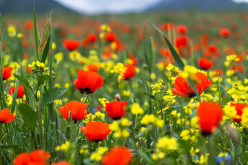 Close-up of blooming poppies and yellow rapeseed. Selective focus.