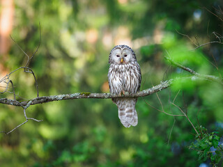 The Ural owl (Strix uralensis) in forest environment