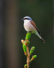 The red-backed shrike (Lanius collurio), carnivorous passerine bird