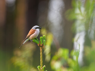 The red-backed shrike (Lanius collurio), carnivorous passerine bird