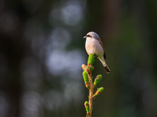 The red-backed shrike (Lanius collurio), carnivorous passerine bird