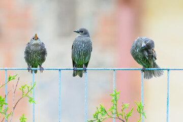 Three young common starlings(Sturnus vulgaris) in the garden