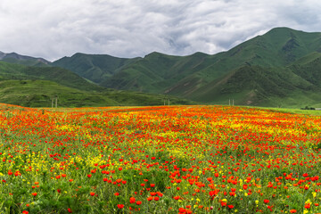Blooming poppy fields and green mountains. Selective focus.