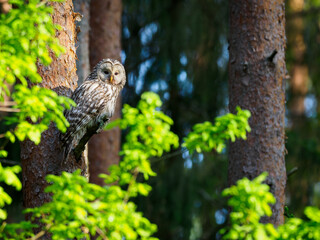 The Ural owl (Strix uralensis) in forest environment