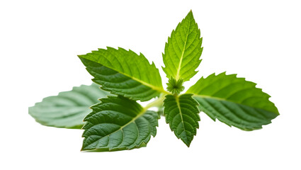 Mint Freshness: A vibrant sprig of mint radiates invigorating fragrance and verdant beauty.