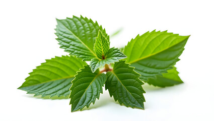 Fresh Mint: A close-up captures the vivid detail of a sprig of mint, with its vibrant green leaves and textured surface, showcasing the herb's aromatic and fresh essence.