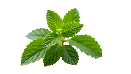 Fresh mint, aromatic herb : Close-up of a sprig of vibrant green mint leaves, showcasing its fresh and aromatic essence, perfect for culinary uses and refreshing drinks.