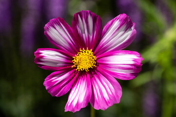 Obraz premium Purple Flower Macro