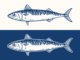 Barracuda fish illustration