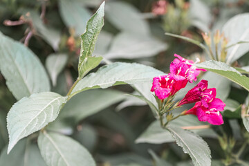 Nature background with flowering weigella branches, selective focus.
