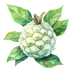 watercolor vector of Custard Apple, high quality, isolated on a white background.
