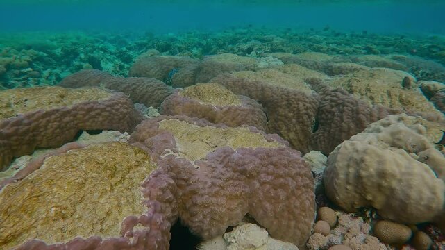 All hard coral tops have traces of bite marks inflicted by feeding Parrotfish on the inner reef. Flat-top on shallow coral reef with multiple traces of teeth of coral-eating fishes.