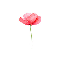 Pink rose blossom with green leaf, isolated on white for love and romance