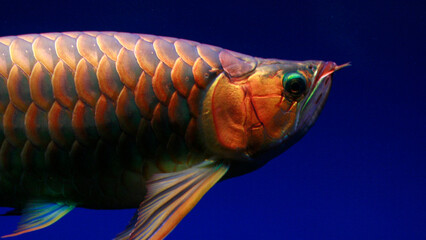 red arowana fish