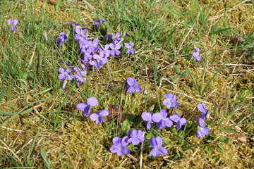 Veilchen, viola odorata, duftveilchen, märzveilchen, 