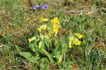 Primel, primula veris, echte schlüsselblume, schlüsselblumen, 
