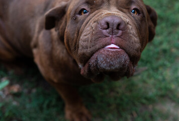Old decrepit stray dog on the street, close-up. Dog with sad eyes. Black and white dog wants to eat. The problem of homeless animals. Dog need help.